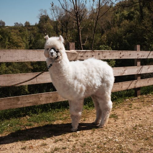 Baby Artemio