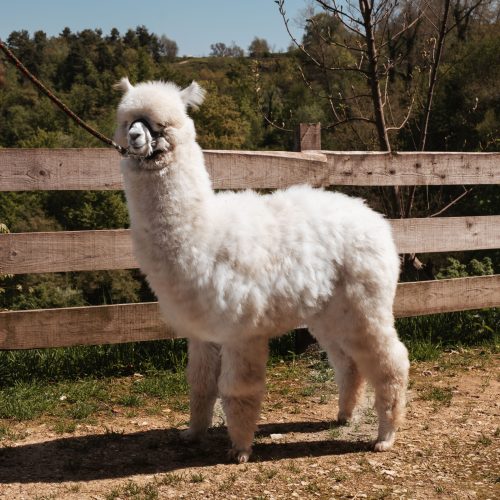 Baby Artemio