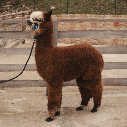 Ettore