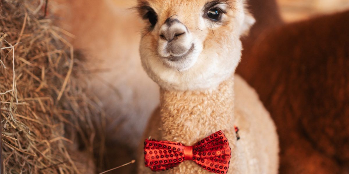 San Valentino con Babyalpaca