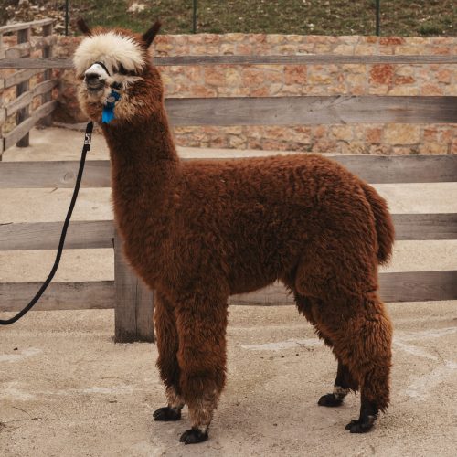 Baby Ettore